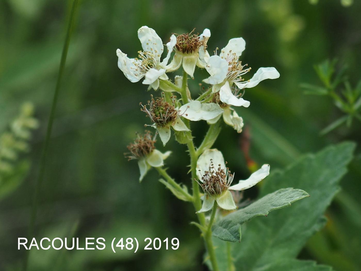 Bramble, (Whitish) flower